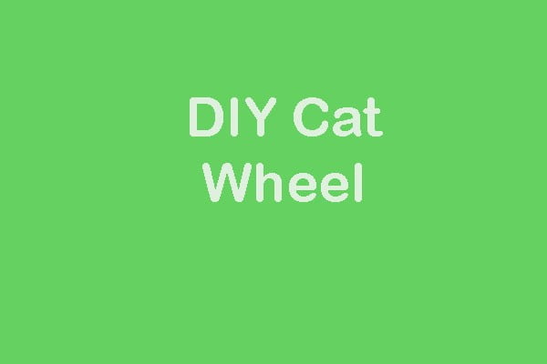 DIY Cat Wheel: Things To Consider