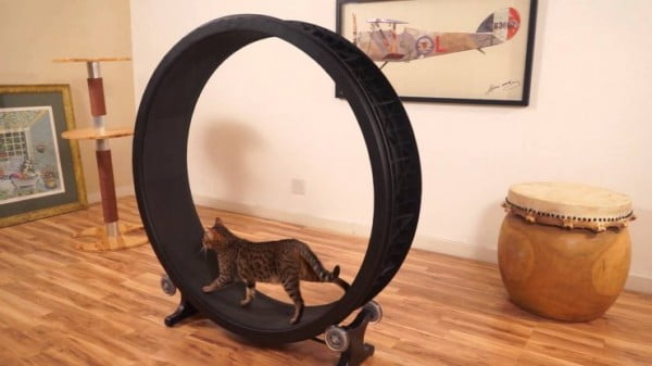 DIY Cat Exercise Wheel: Easy-to-Follow Guide, Expert's Advice