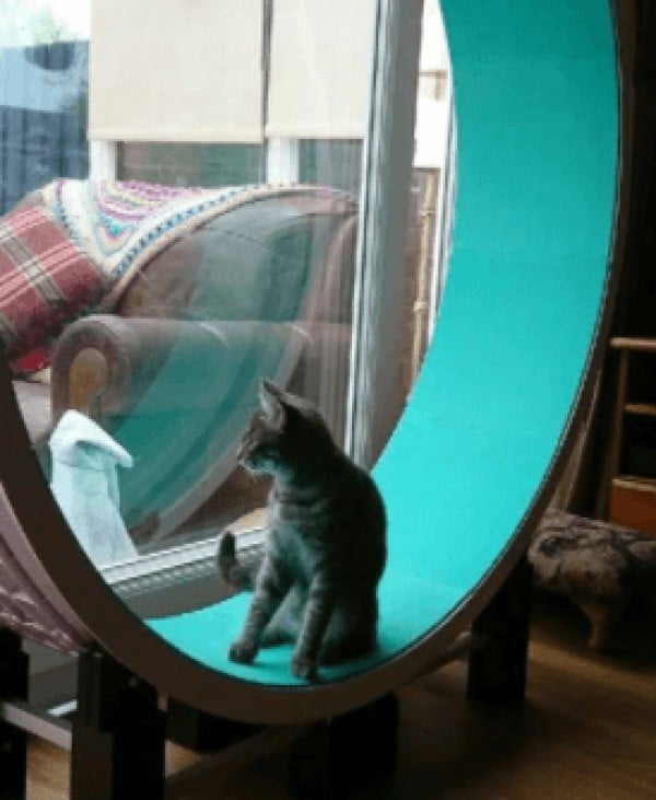 How To Build a Cat Wheel