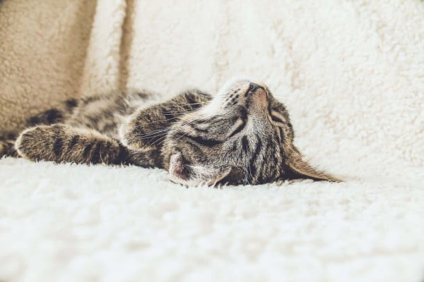DIY Cat Wheel