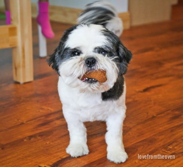 The Best Easy Homemade Dog Treats