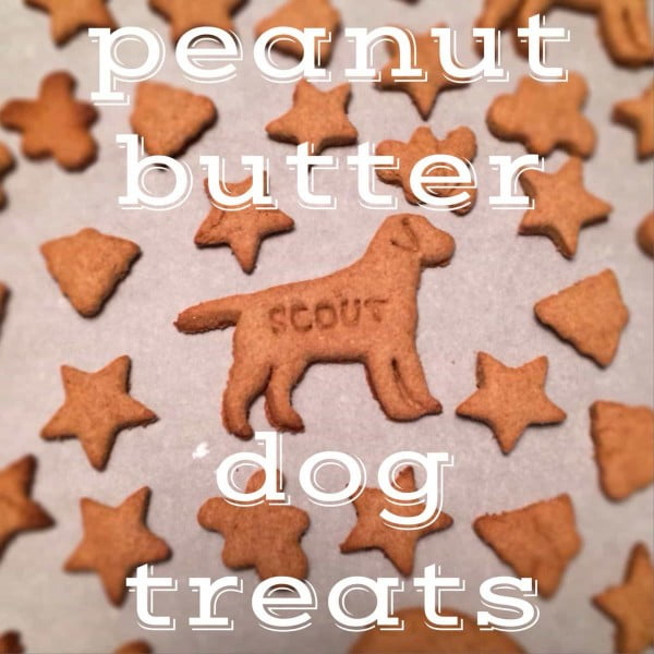 Homemade Dog Treats Recipe