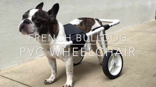DIY French Bulldog PVC Dog Wheelchair