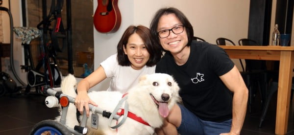 DIY wheelchair gives disabled dogs a new lease on life