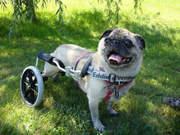 How to Make A Dog Wheelchair: A Complete Guide to A Useful DIY Project
