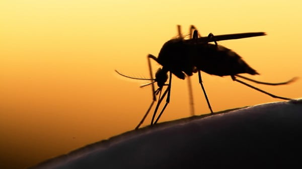 DIY mosquito trap: How to build a mosquito trap in under 15 minutes. (Video)