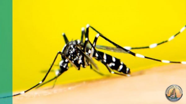 DIY Mosquito Trap. Lakeshore RV Blog