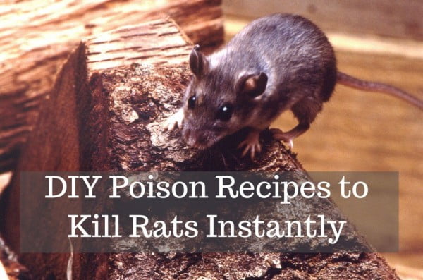 How to Get Rid of Rats With Homemade Poison