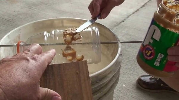 How To Build A Rat Trap How To Make A Rat Trap How To Build A Varmint Trap How To Trap Rats