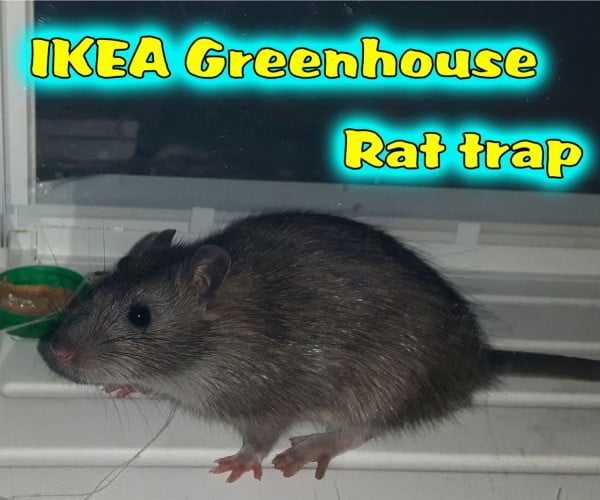 IKEA Greenhouse Rat Trap