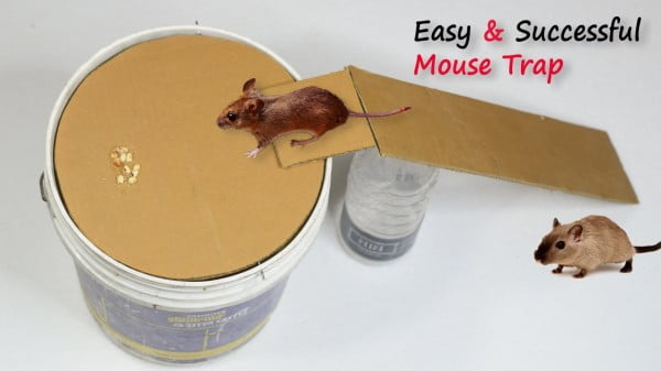 Bucket Mouse Trap