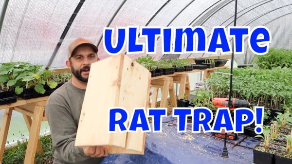 No More Rats! Easy Homemade Rat Trap