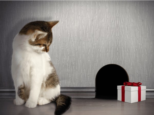 How to Get Mice and Rats Out of Your Home Without Calling an Exterminator