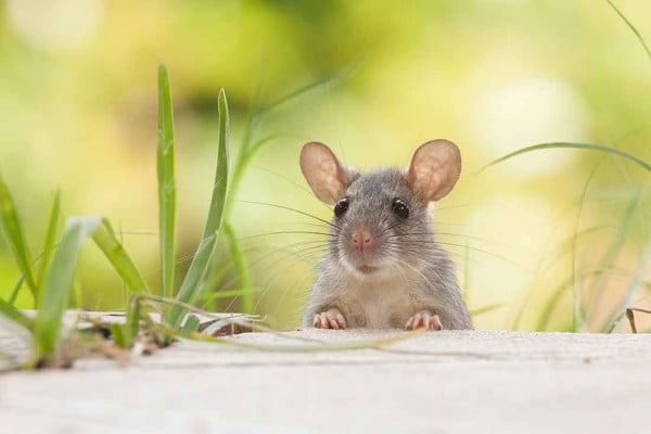 How to deter mice and rats from your home