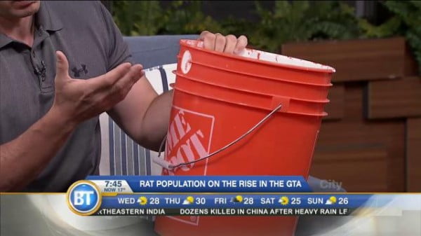 DIY rat trap to control those unwanted pests