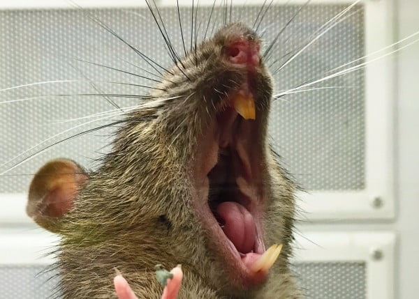 How to Get Rid of Rats