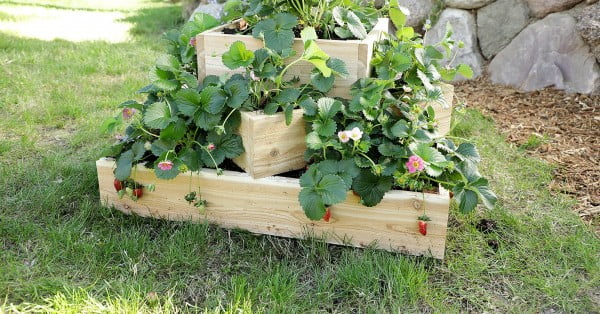 How to Make a Sleek Tiered Strawberry Planter