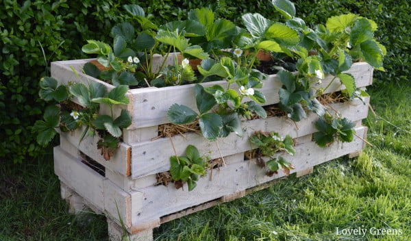How to Make a Better Strawberry Pallet Planter • Lovely Greens