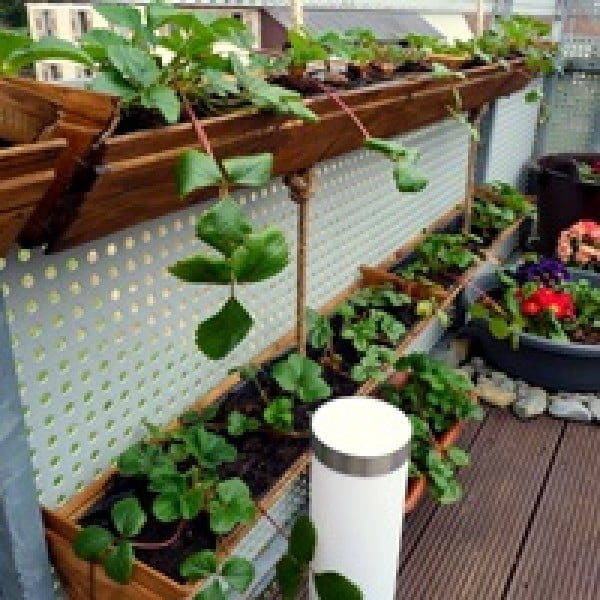 Container Gardening : DIY Strawberry Planter -Easy and unexpensive