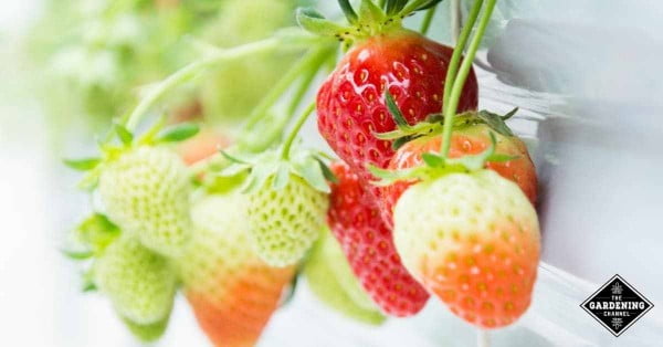 How to Build a Strawberry Planter: Tips and Plans