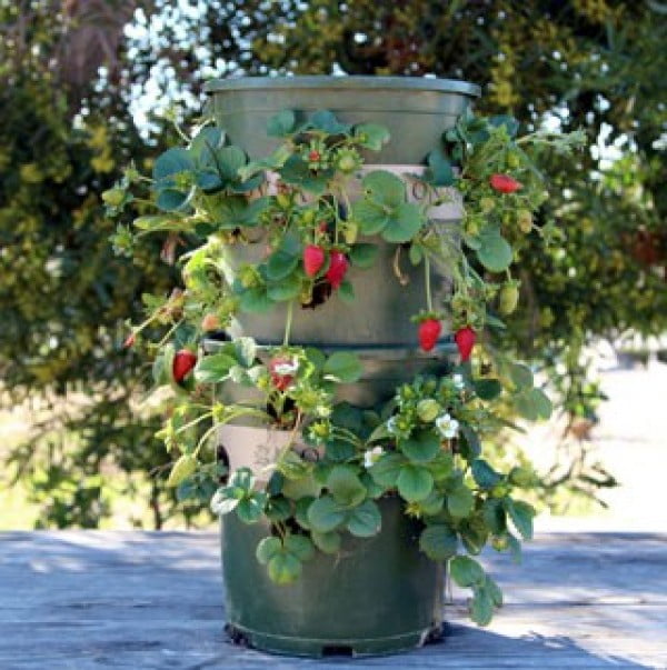 DIY Strawberry Tower With Reservoir