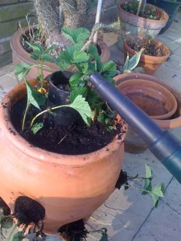 Easy Watering Strawberry Planter