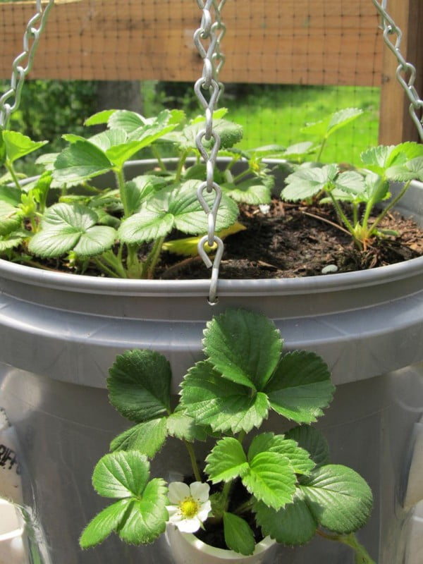 Strawberry Planter