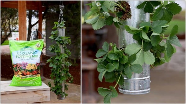 Build Your Own Vertical Strawberry Planter Fast Version