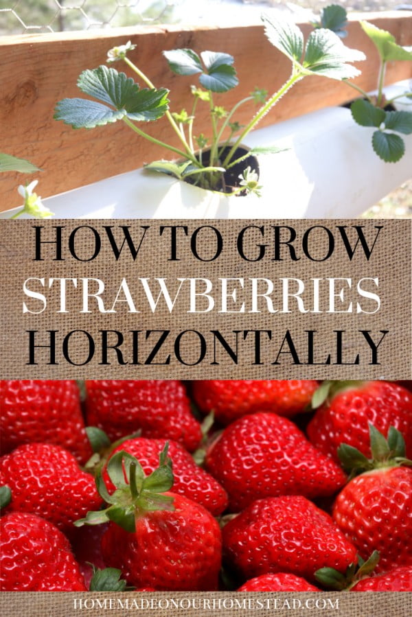 HOW TO GROW STRAWBERRIES HORIZONTALLY